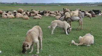 Muş'ta Besicilerin Yayla Yolculuğu Başladı