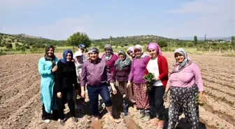 Başkan Çerçi Biber Ekip, Çilek Topladı