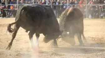 Milas Boğa Güreşi Festivalini Bekliyor