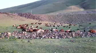 Doğu Anadolu'da Koyunlara Yayla Tıraşı