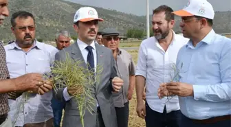 Milas'ta 'Ot Tipi Yem Şalgamı' Tarla Gününde Tanıtıldı