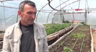 Zonguldak Evinin Çatısına Sera Kurdu 2