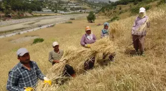 Antalya'da Yılın İlk Buğday Hasadı Başladı