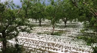 Antalya'da Meyve Üreticisini Dolu İkinci Kez Vurdu