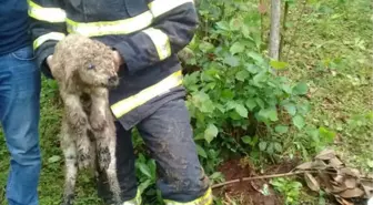 Foseptik Çukuruna Düşen Kuzuyu Kurtardılar