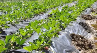 Güncelleme - Erzurum'da Minibüsle Otomobil Çarpıştı: 5 Ölü, 10 Yaralı