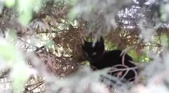 Yavru Kediyi Ölümden Muhabirin İhbarı Kurtardı