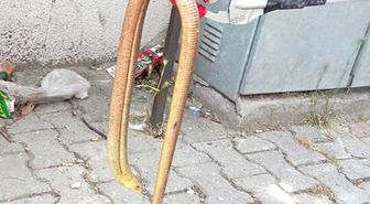 Vatandaşların Yılan Sanıp Öldürmek İstediği Oluklu Kertenkele, Son Anda Kurtarıldı