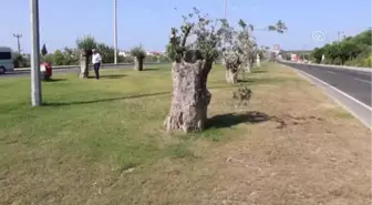 Zeytin Ağaçları Yeniden Hayat Buluyor