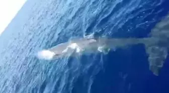 Fethiye Açıklarında Balina Görüntülendi