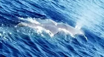 Fethiye'de Balina Görüldü