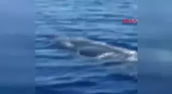 Muğla Fethiye Açıklarında Balina Görüntülendi