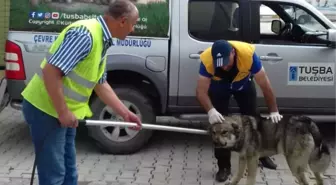 Tuşba'da Sokak Hayvanları İçin Çalışma