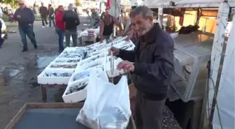 Bodrum'un Kedilerini 30 Yıldır 'Ali Baba' Besliyor