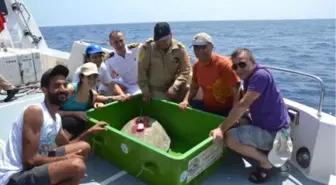 Caretta Carettaları Uluslararası Sularda Uydudan Takip Edecekler