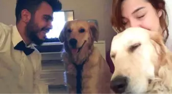 Eski Sevgililerin Köpek Davası Avukatlar Yüzünden Yarım Kaldı