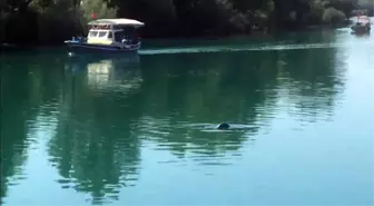 Akdeniz Foku, Manavgat Irmağında