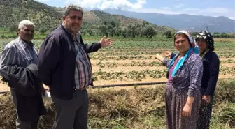 Yağmur Tarlaları Vurdu, Ürünleri Zarar Görenler Gözyaşlarını Tutamadı