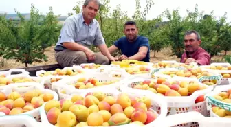 Kayısıda Bu Yıl Rekolte de Fiyatlar da Beklentiyi Karşılamadı