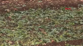 Gaziantep Nizip'te Dolu, Fıstık ve Zeytin Ağaçlarına Zarar Verdi