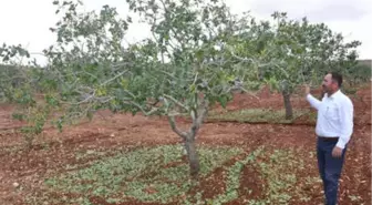 Nizip'te Dolu, Fıstık ve Zeytin Ağaçlarına Zarar Verdi