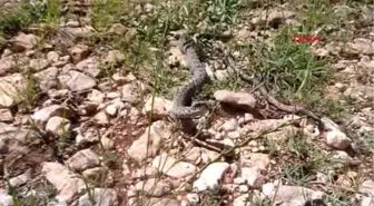 Kahramanmaraş'ta Nesli Tehlikedeki Beyaz Bantlı Engerek Bulundu