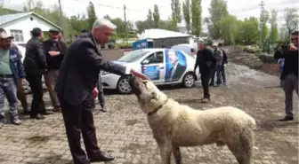 Kangallar, Veteriner Milletvekili Adayını Korkutmadı