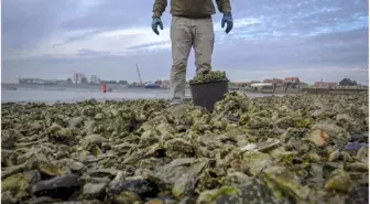 Kuzey Denizi'ndeki İstiridye ve Diğer Canlılar 3d Yazıcı ile Kurtarılacak