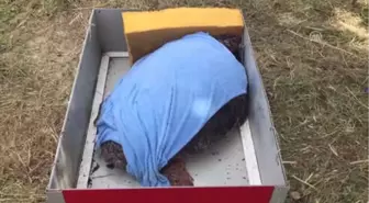 Caretta Caretta 'Özgür'Lüğüne Kavuştu