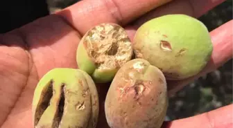 Darende'de Kayısıyı Dolu Vurdu