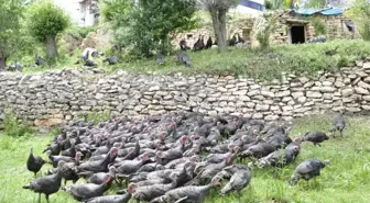 Hobi Olarak Başladı, Çiftlik Kurmak İstiyor