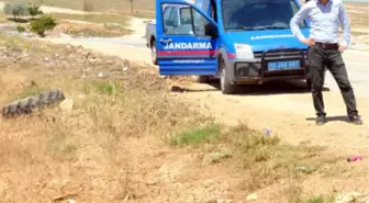 Karaman'da Boş Arazide Kafatası Bulundu