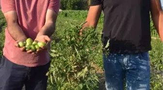 Solgunluk', Akhisar'daki Domatesi Vurdu