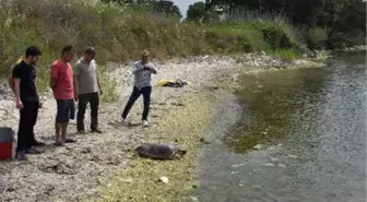 Tedavisi Tamamlanan 'Caretta Özgür', Denizle Buluştu