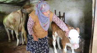 Artvin'de 26 Büyükbaş İtlaf Edildi, Karantina Sahası Genişletildi