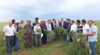 Keban'da Yem Bezelyesi Tarla Günü