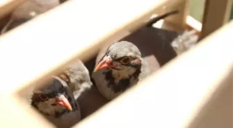 Yozgat'ta Doğaya Keklik Salındı