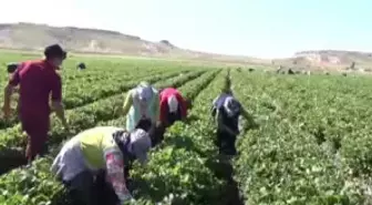 Mevsimlik İşçiydi Çilek Üreticisi Oldu