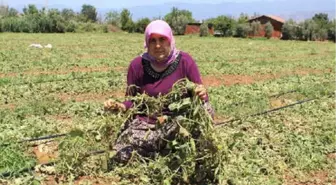 Ödemiş'te 15 Dakikalık Sağanak ve Dolu Tarım Arazilerine Zarar Verdi