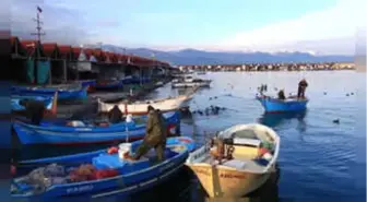 Trabzon Hamsisi Farklı Bir Irk, Tescil Bekliyoruz'