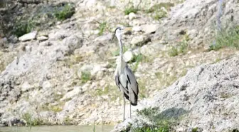 Fotoğraf Avcıları' Nallıhan'da Buluştu