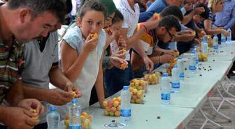 Mut'ta 'Kayısı Festivali'