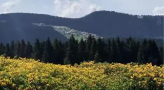 Giresun'da Hedef 300 Bin Turist Ağırlamak