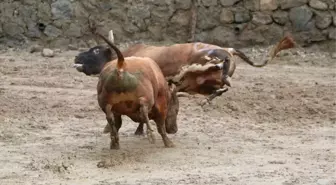 Rize'de Boğalar Kıyasıya Yarıştı