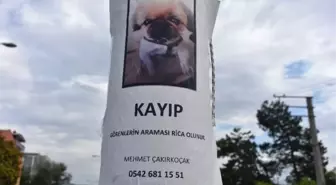 Bu Köpeği Bulana Ödül