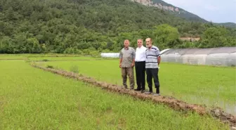 Karabük'te Çeltik Ekimi Başladı