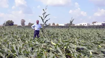 Adana'da Hortum Tarım Alanlarına Zarar Verdi