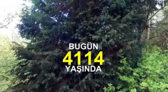 Tam 4 Bin 114 Yaşında !