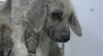 Bakımsız Köpekler Tedavi Altına Alındı