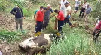 Çamura Batan İnek Kurtarıldı